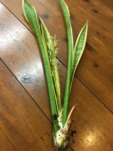 03CE1C47-B50A-4054-9945-DB28D92C53ED