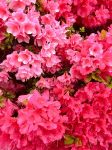 02D23923-E13F-415B-AD89-54D89CA764D5