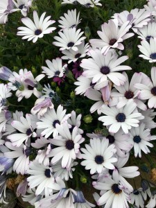 350DDDA4-A594-44C9-A8AD-D6BACFF23FBC