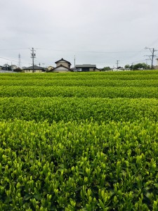 7846CCA6-92C5-4681-A684-87D356CE659F