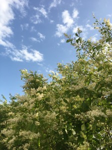 0090717C-A0BE-455A-AA9B-A8557EA810D8