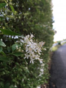 BA40B44C-01AF-427A-BFE3-FA47D0A99267