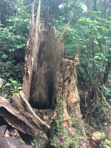 11DB17D8-DDEF-4BB0-AF93-67292D66CB4D