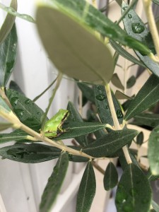 35076C67-A667-40A6-95E1-95E535F0868C